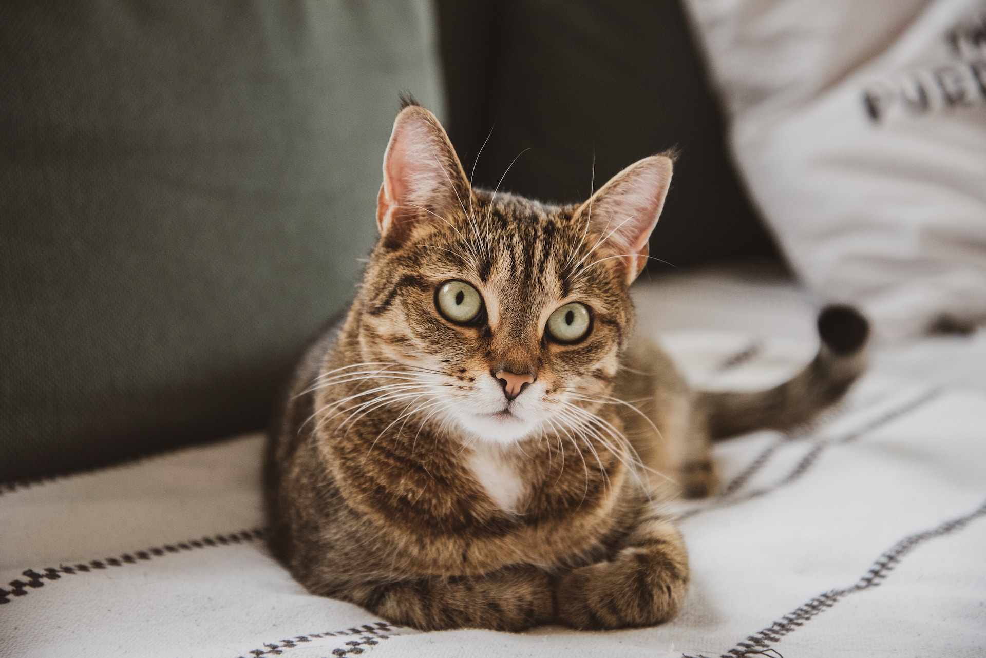 KittyCouch